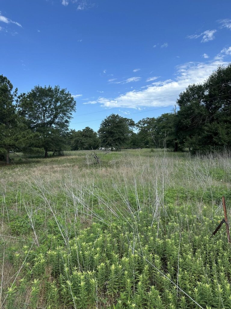 Forestry mulching improving property value for rural landowner