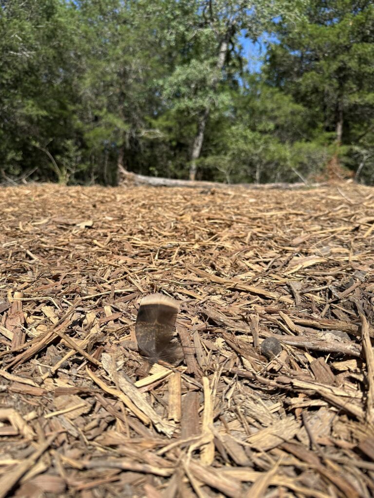 Forestry mulching clearing land for wildlife habitat restoration