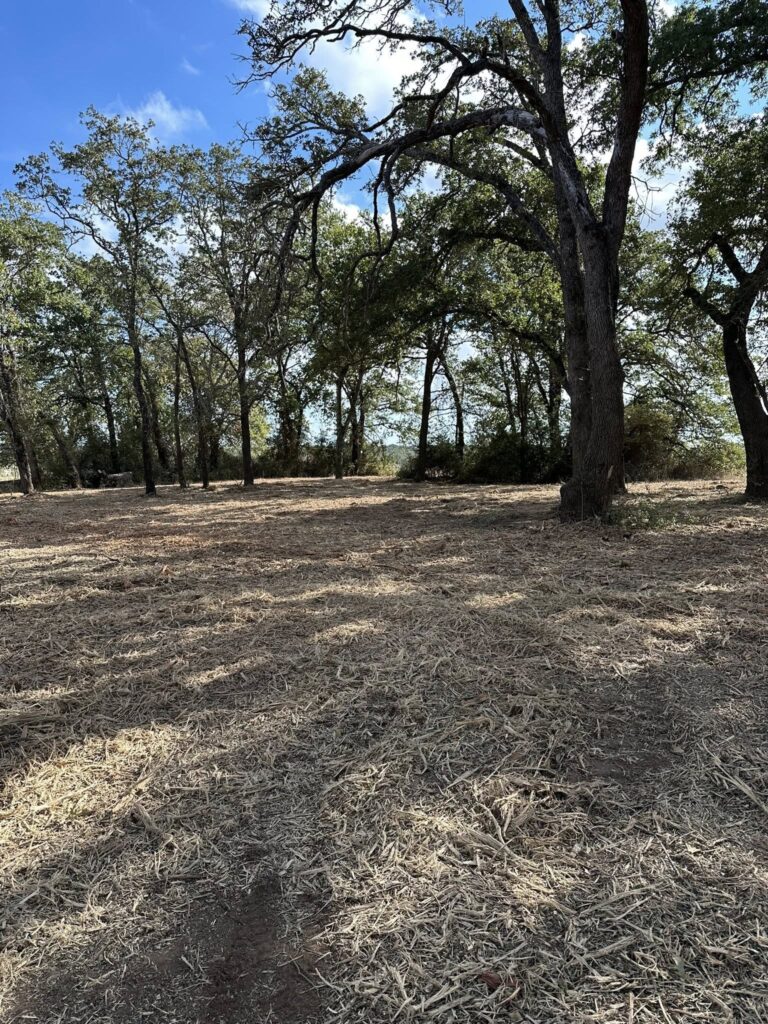 Forestry mulching project near Lexington Texas rural property