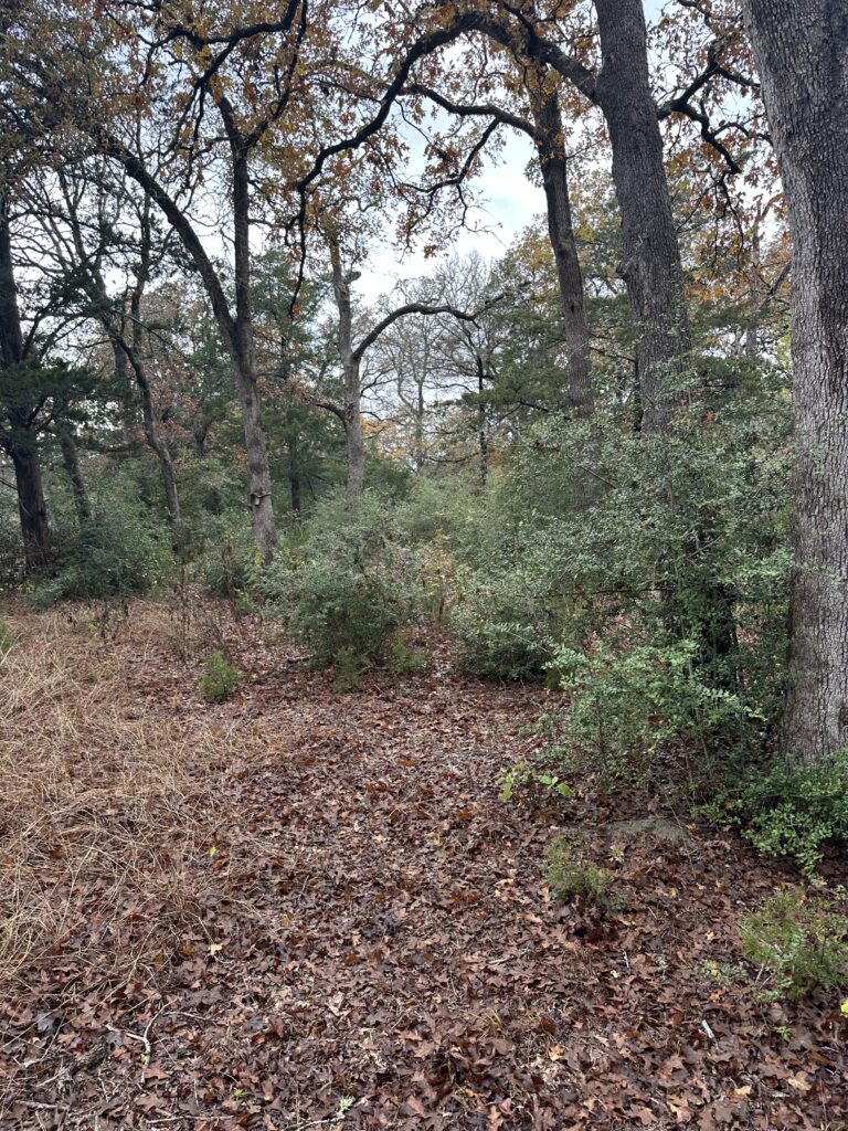 Forestry mulching clearing thick brush for site preparation in Texas