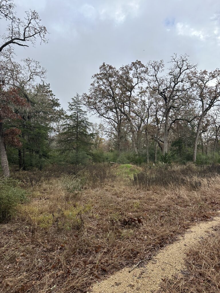 Forestry mulching clearing thick brush for site preparation in Texas