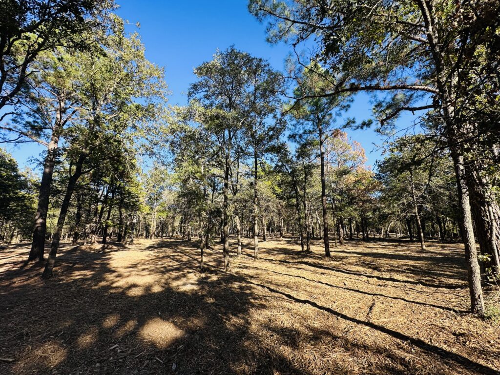 Forestry mulching clearing dense brush on 10 acre property in Texas