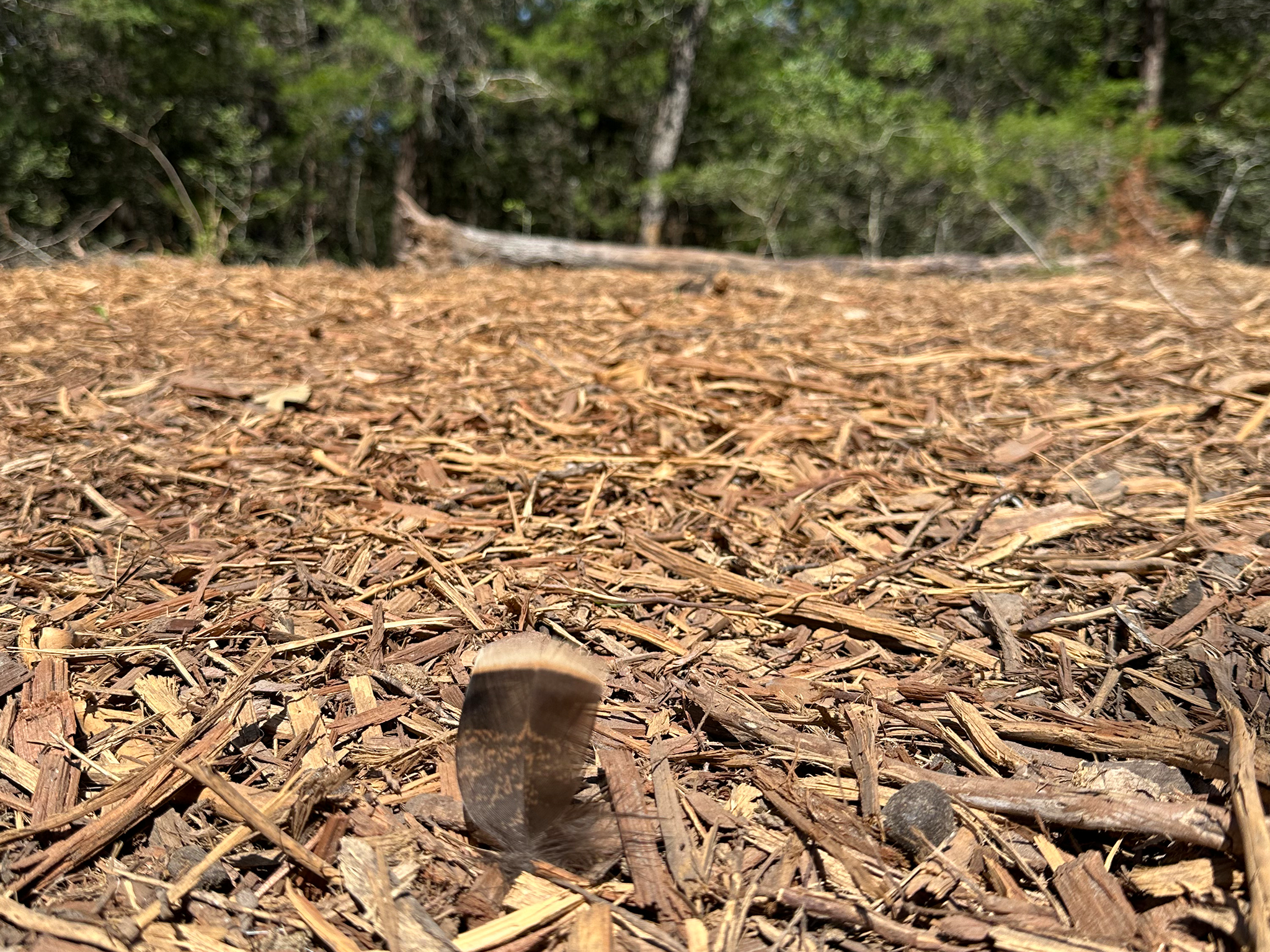 Forestry mulching improving wildlife habitat in Central Texas
